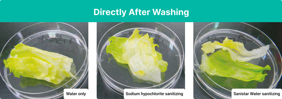 Sanitizing effect on lettuce directly after washing