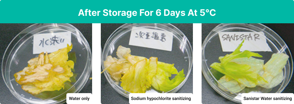 Sanitizing effect on lettuce after storage for 6 days at 5℃