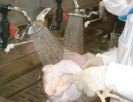 You can wash and sanitize chiken meat directly with Sanistar Water.