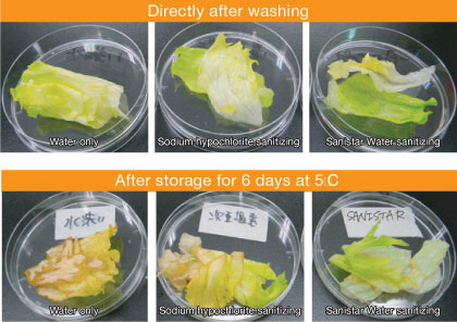 Comparison of before and after when washing lettuce with water, Sodium hypochlorite sanitizing and Sanistar Water sanitizing.